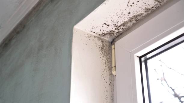 Best Attic Mold Removal  in Blountsville, AL