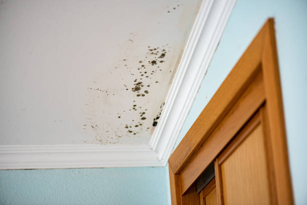 Best Local Mold Removal Service  in Blountsville, AL