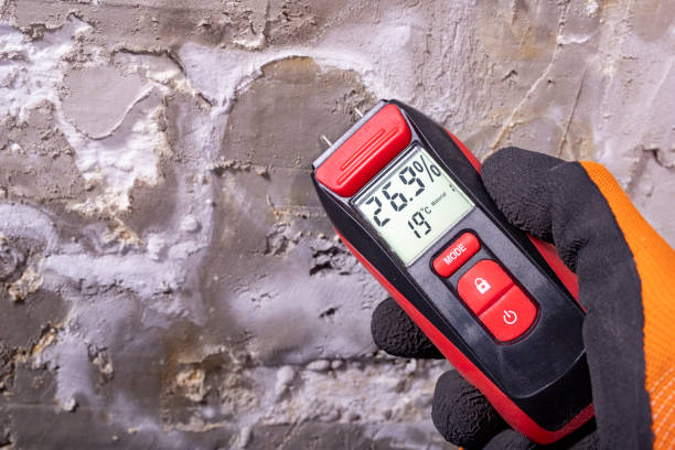 Best Local Mold Removal Service  in Blountsville, AL
