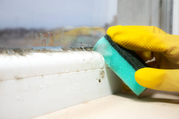 Best Crawl Space Mold Removal  in Blountsville, AL