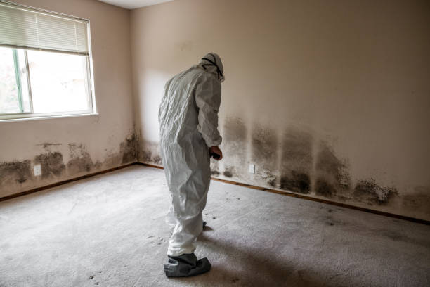 Best Mold Cleaning Services  in Blountsville, AL
