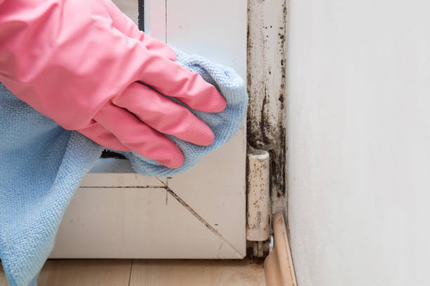 Best Toxic Mold Removal  in Blountsville, AL