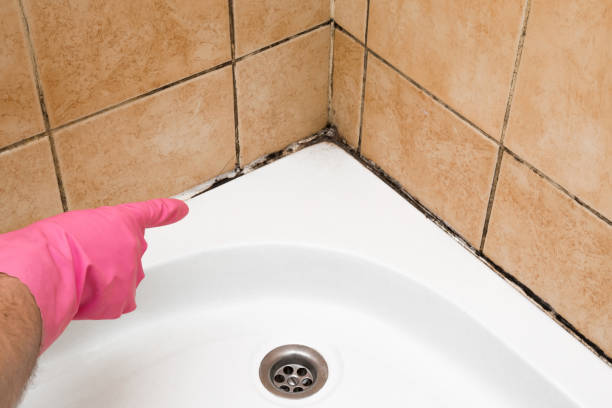 Best Same-Day Mold Removal  in Blountsville, AL