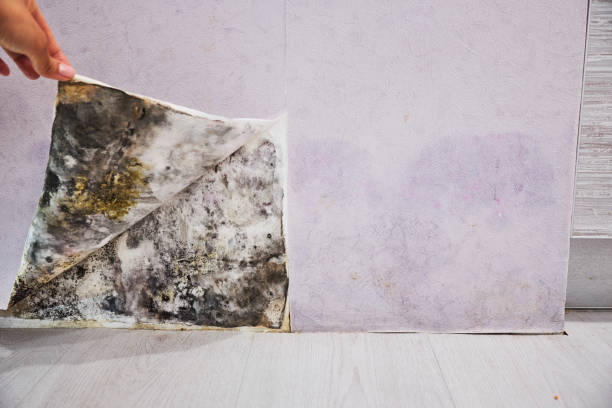 Best Crawl Space Mold Removal  in Blountsville, AL